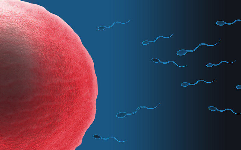 IVF in vitro fertilisation